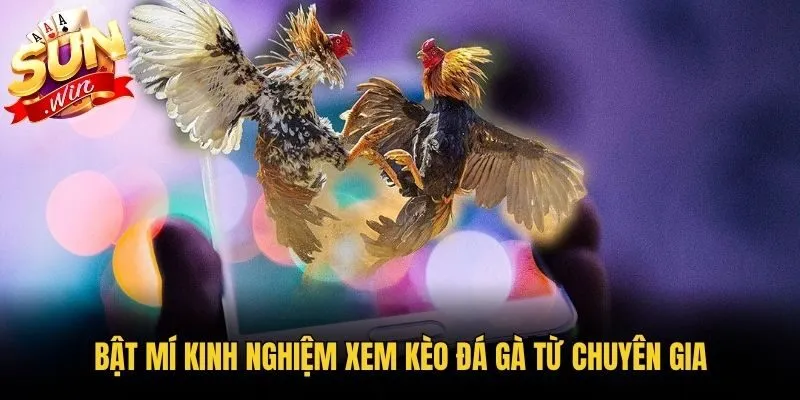 Bật mí kinh nghiệm xem kèo đá gà từ chuyên gia