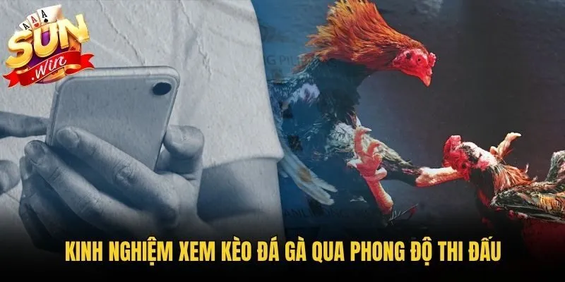 Kinh nghiệm xem kèo đá gà qua phong độ thi đấu