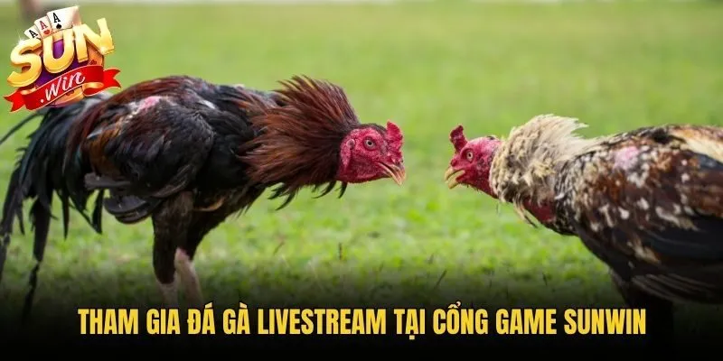 Tham gia đá gà Livestream tại cổng game Sunwin